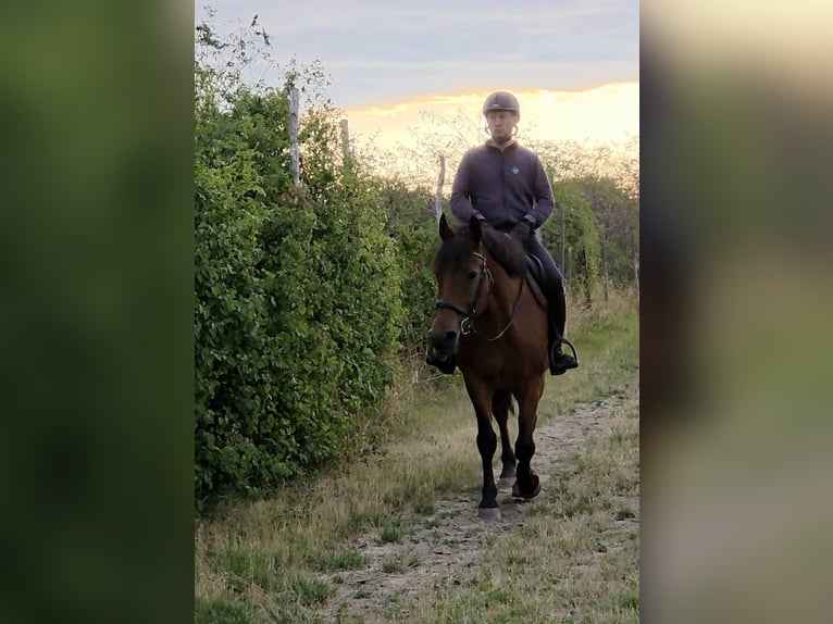 Inne konie gorącokrwiste Klacz 9 lat 159 cm in Schattendorf