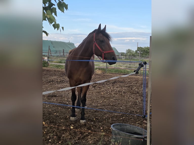 Inne konie gorącokrwiste Klacz 9 lat 159 cm in Schattendorf