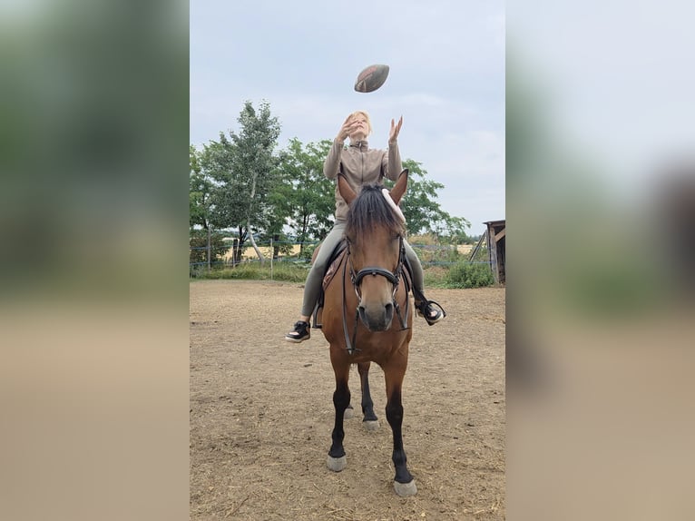 Inne konie gorącokrwiste Klacz 9 lat 159 cm in Schattendorf