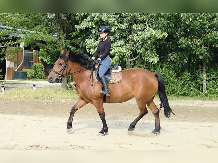 Inne konie gorącokrwiste Klacz 9 lat 159 cm in Schattendorf