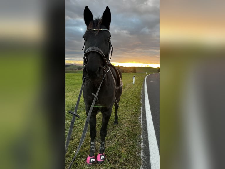 Inne konie gorącokrwiste Klacz 9 lat 163 cm Skarogniada in Wolfsbach
