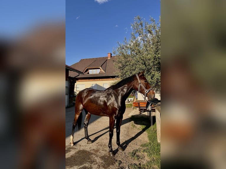 Inne konie gorącokrwiste Klacz 9 lat 165 cm Ciemnogniada in Villach