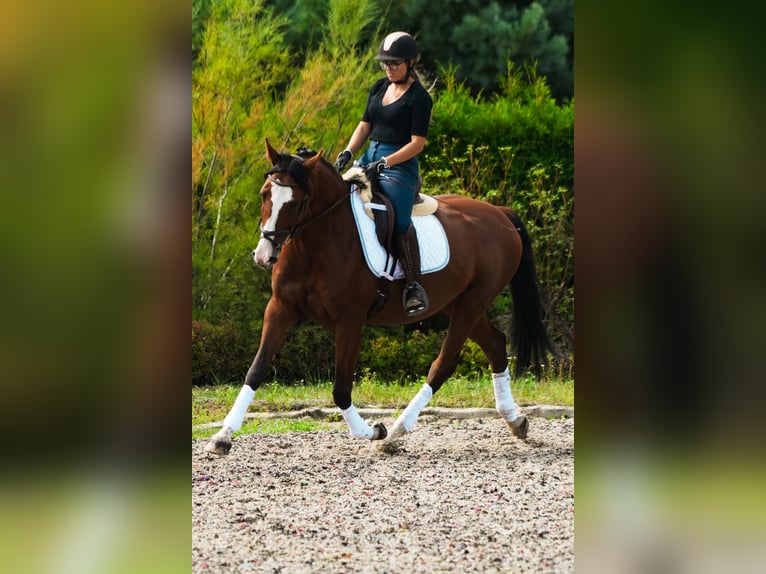 Inne konie gorącokrwiste Klacz 9 lat 165 cm Gniada in Feliksów