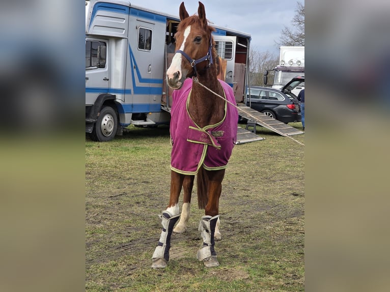 Inne konie gorącokrwiste Klacz 9 lat 168 cm Ciemnokasztanowata in Braunschweig