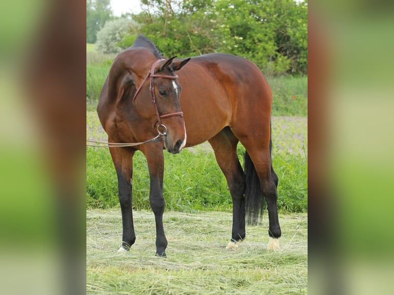 Inne konie gorącokrwiste Klacz 9 lat 178 cm Gniada in Traisen