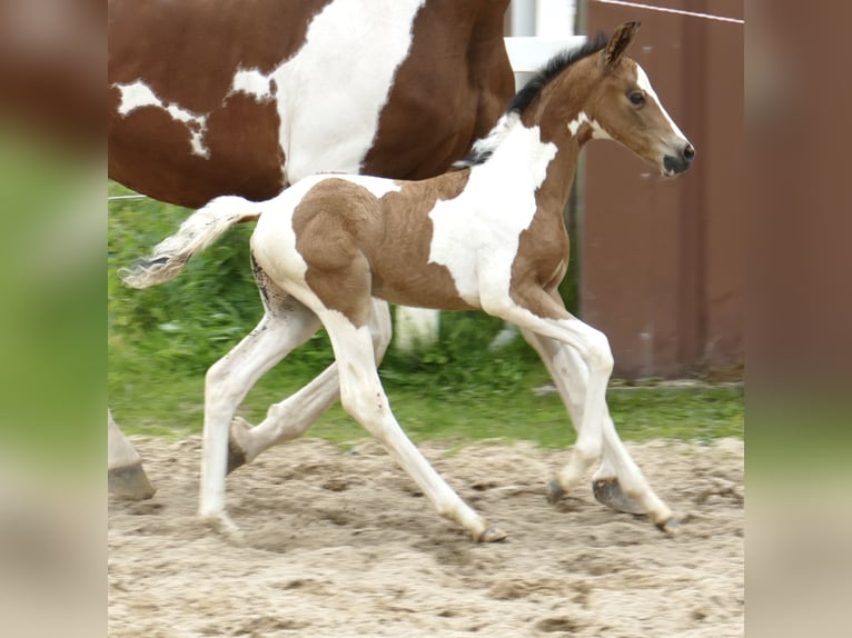 Inne konie gorącokrwiste Klacz  162 cm Srokata in Borgentreich