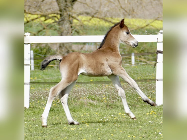 Inne konie gorącokrwiste Klacz Źrebak (04/2026) 168 cm Gniada in Borgentreich