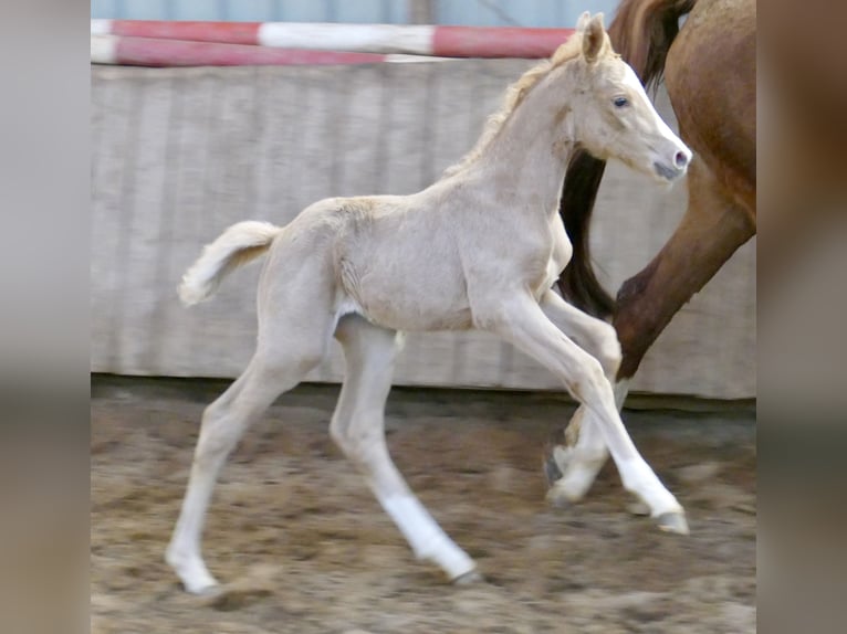 Inne konie gorącokrwiste Klacz  168 cm Izabelowata in Borgentreich