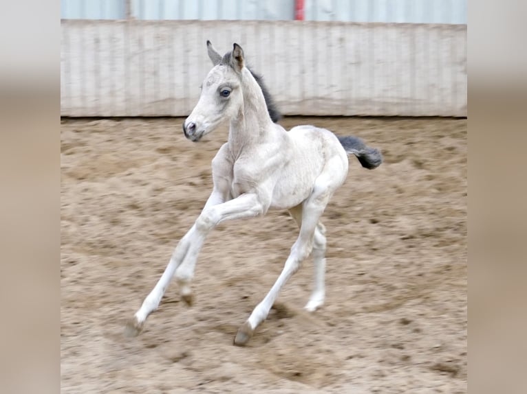 Inne konie gorącokrwiste Klacz Źrebak (04/2026) 168 cm Jelenia in Borgentreich