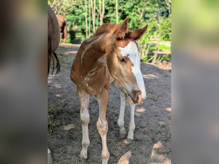 Inne konie gorącokrwiste Klacz Źrebak (06/2024) 168 cm Sabino in Holmestrand