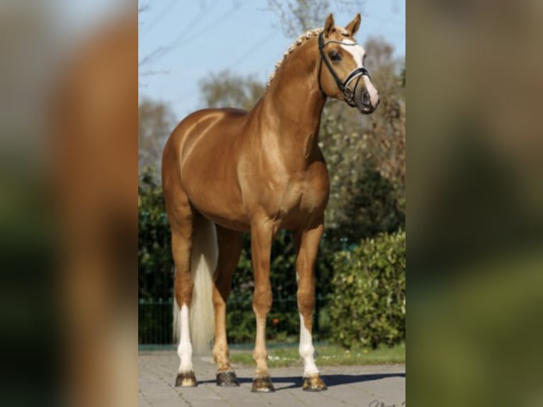 Inne konie gorącokrwiste Klacz Źrebak (06/2024) 168 cm Sabino in Holmestrand