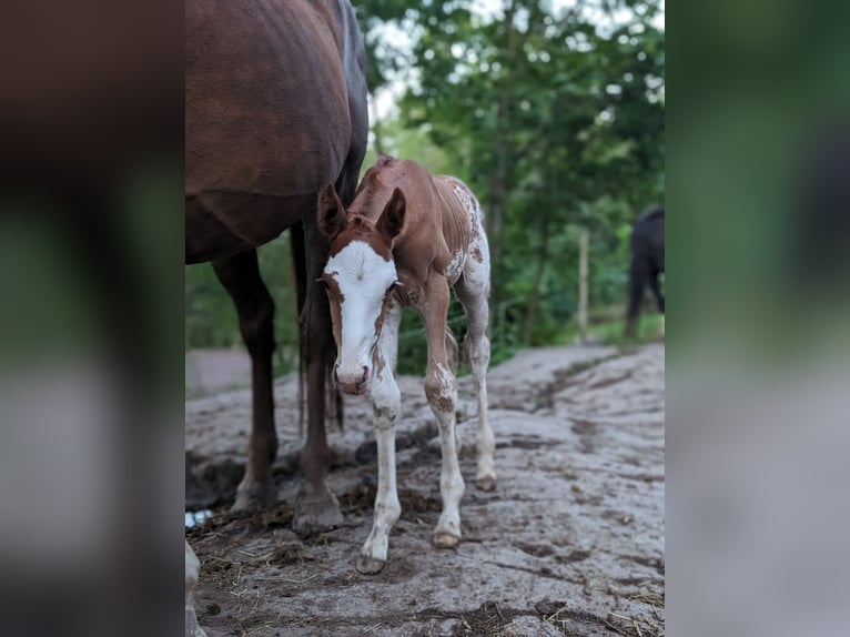 Inne konie gorącokrwiste Klacz Źrebak (06/2024) 168 cm Sabino in Holmestrand