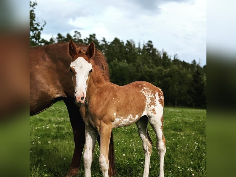 Inne konie gorącokrwiste Klacz Źrebak (06/2024) 168 cm Sabino in Holmestrand