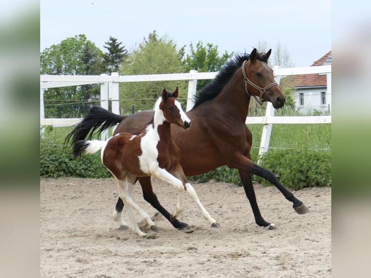 Inne konie gorącokrwiste Klacz Źrebak (03/2024) 168 cm Srokata in Borgentreich