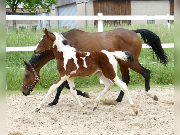 Inne konie gorącokrwiste Klacz Źrebak (03/2024) 168 cm Srokata in Borgentreich