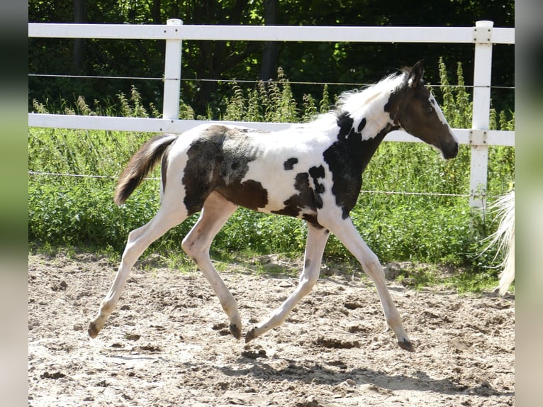 Inne konie gorącokrwiste Klacz Źrebak (04/2024) 168 cm Srokata in Borgentreich