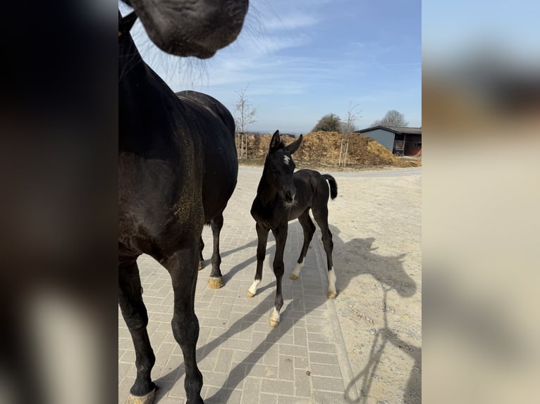 Inne konie gorącokrwiste Klacz Źrebak (03/2026) 170 cm Kara in Soest