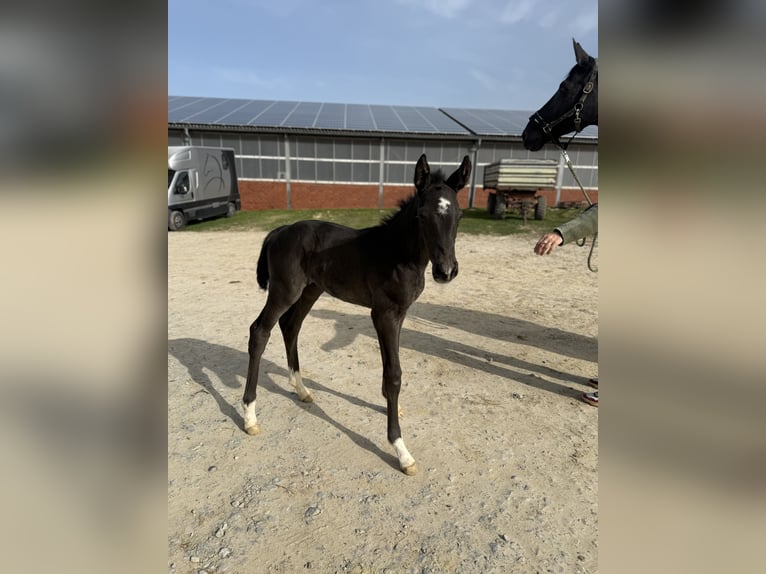 Inne konie gorącokrwiste Klacz Źrebak (03/2026) 170 cm Kara in Soest