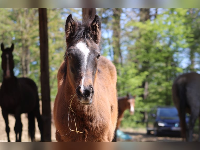 Inne konie gorącokrwiste Mix Nieznany 1 Rok  in Drosendorf