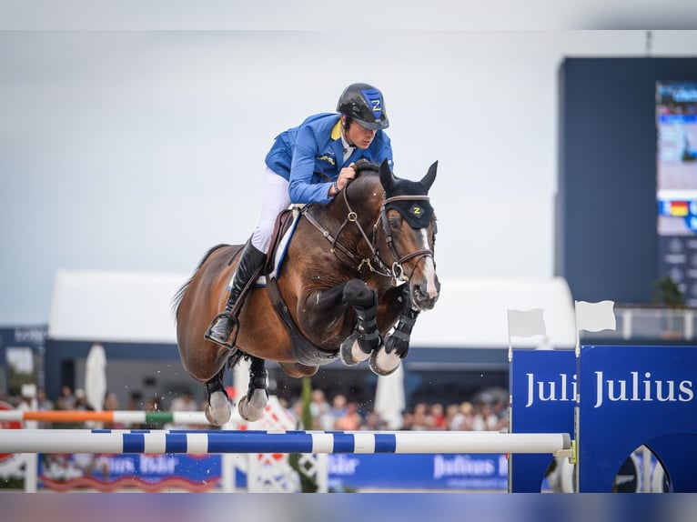 Inne konie gorącokrwiste Ogier 1 Rok 167 cm Jelenia in Ruila