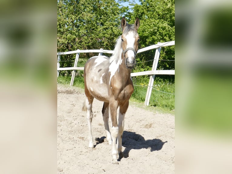 Inne konie gorącokrwiste Ogier 1 Rok 168 cm Srokata in Borgentreich