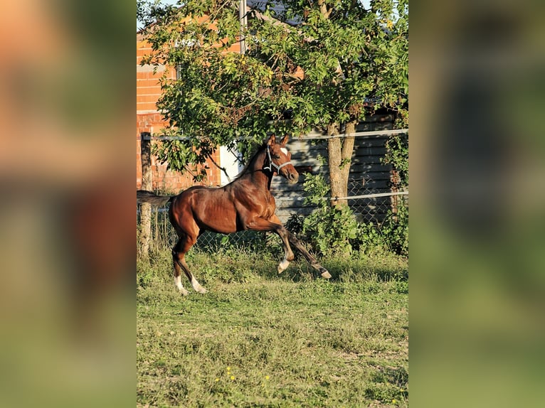 Inne konie gorącokrwiste Ogier 1 Rok Gniada in Zagreb