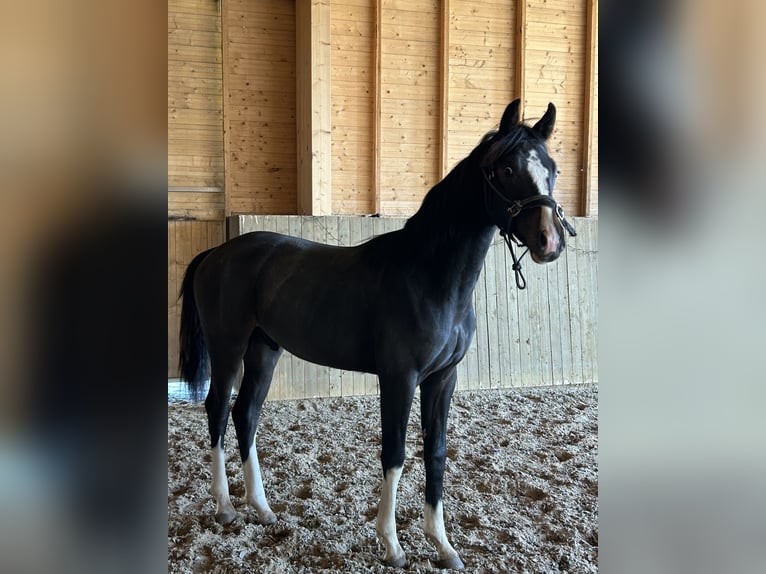 Inne konie gorącokrwiste Ogier 1 Rok in J&#xE4;ms&#xE4;