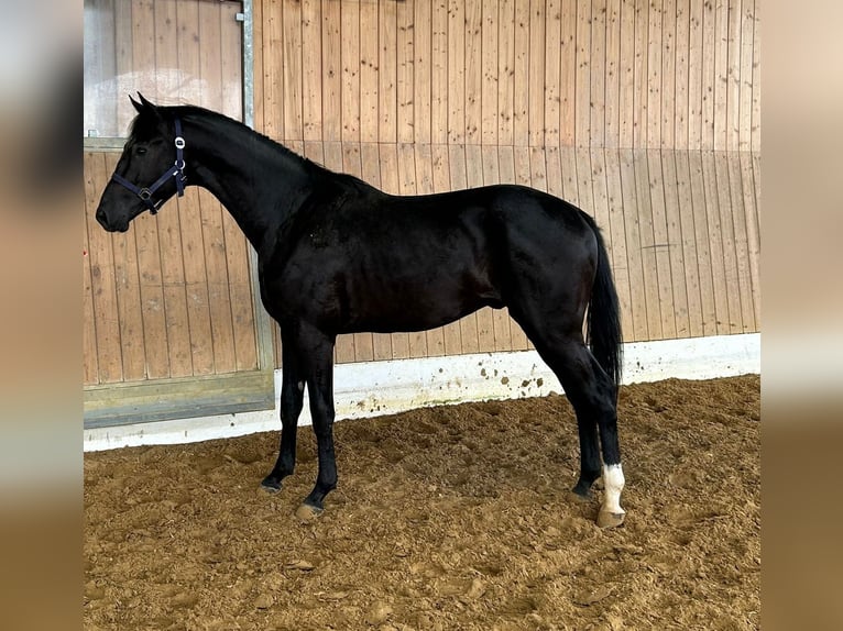 Inne konie gorącokrwiste Ogier 2 lat 162 cm Skarogniada in Verl