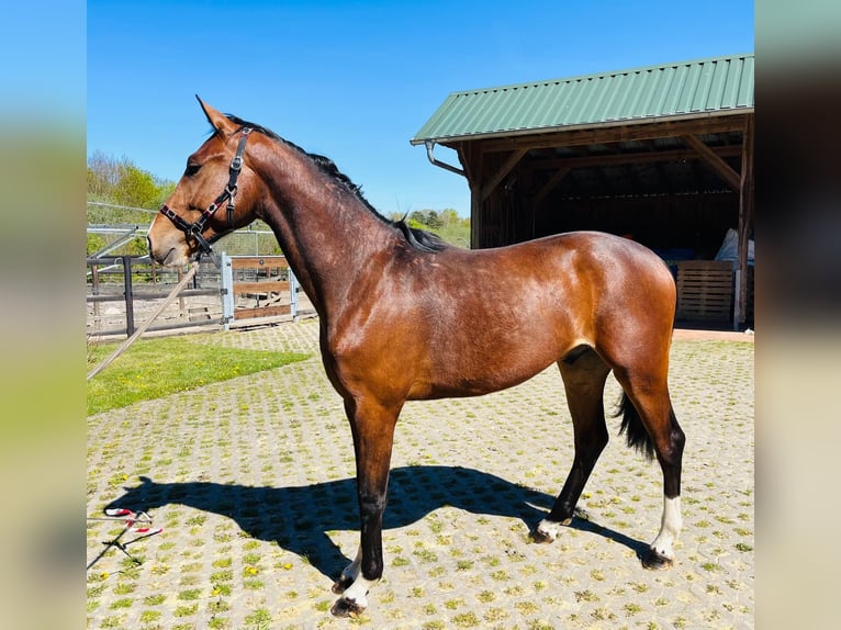 Inne konie gorącokrwiste Ogier 2 lat 165 cm Gniada in Ankum