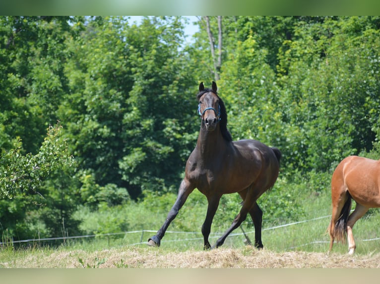 Inne konie gorącokrwiste Ogier 2 lat 175 cm Ciemnogniada in Waldhers