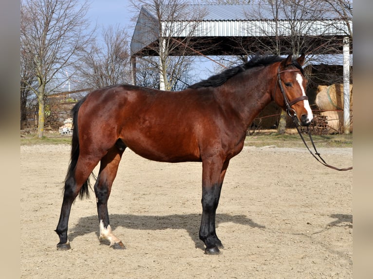 Inne konie gorącokrwiste Ogier 3 lat 164 cm Gniada in Schattendorf