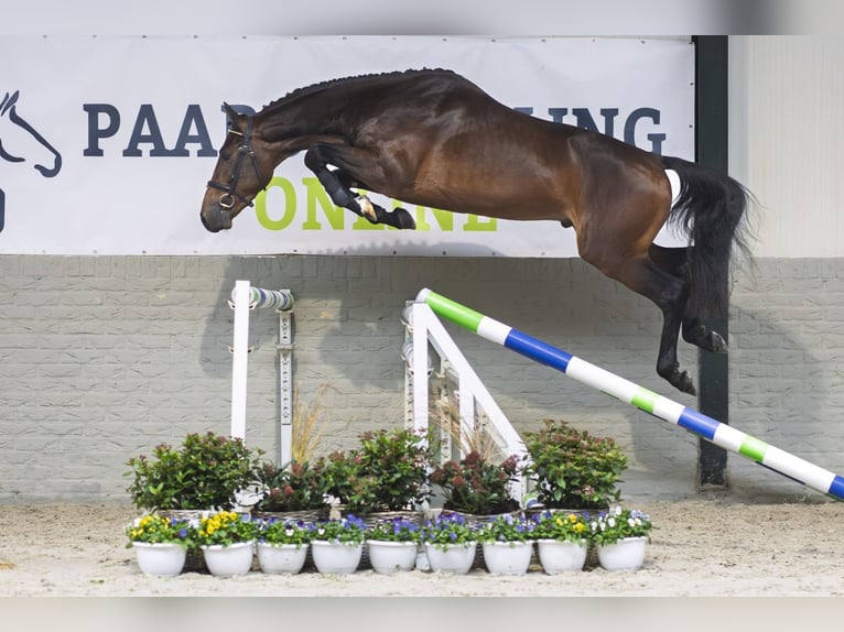 Inne konie gorącokrwiste Ogier 3 lat 165 cm Gniada in Heerde