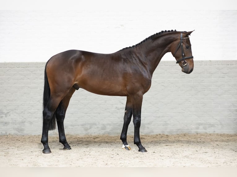 Inne konie gorącokrwiste Ogier 3 lat 165 cm Gniada in Heerde