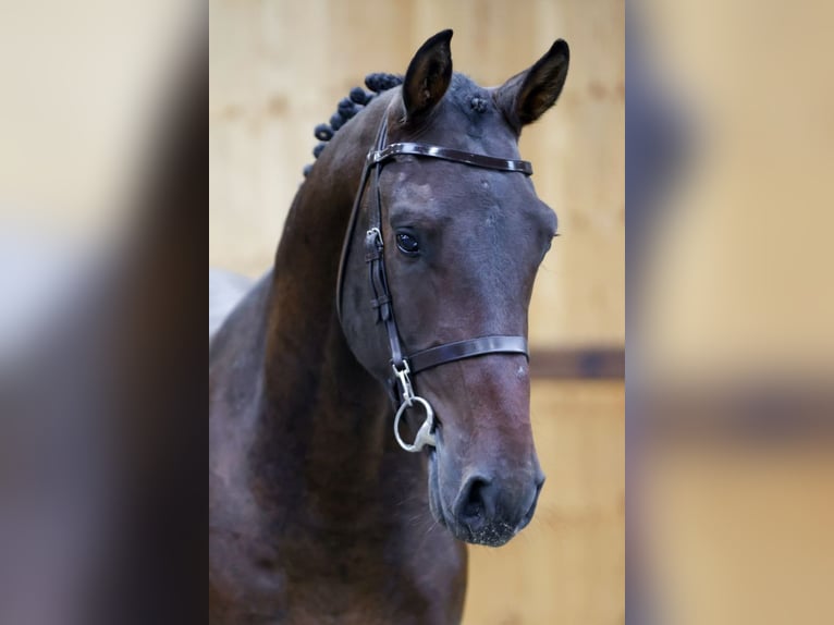 Inne konie gorącokrwiste Ogier 3 lat 165 cm Kara in Kinrooi