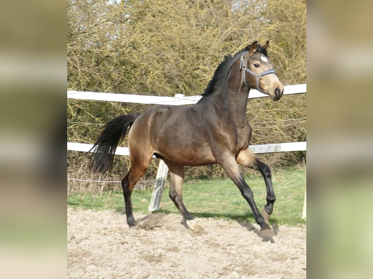 Inne konie gorącokrwiste Ogier 3 lat 170 cm Jelenia in Borgentreich