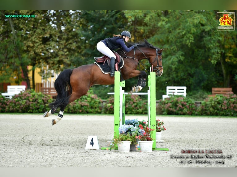 Inne konie gorącokrwiste Ogier 5 lat 168 cm Gniada in Radovljica