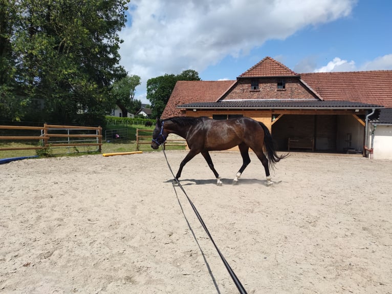 Inne konie gorącokrwiste Ogier 8 lat 164 cm Ciemnogniada in Rüthen