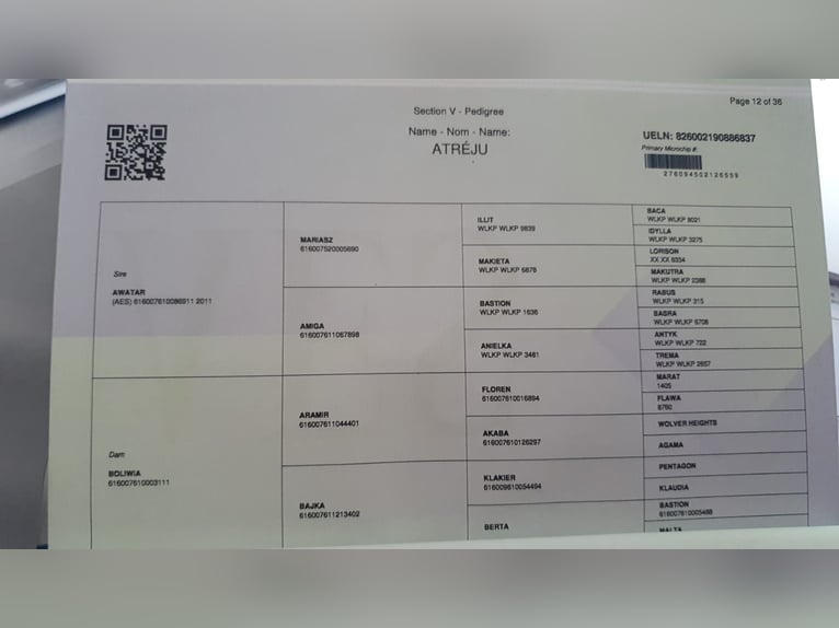 Inne konie gorącokrwiste Ogier Cremello in Wandlitz