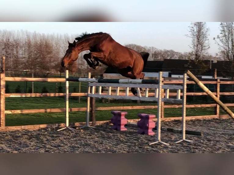 Inne konie gorącokrwiste Ogier Źrebak (05/2025) 168 cm Ciemnogniada in knesselare