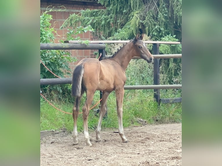 Inne konie gorącokrwiste Ogier Źrebak (05/2026) 170 cm Gniada in Bröckel