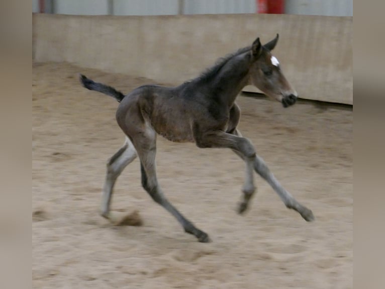 Inne konie gorącokrwiste Ogier Źrebak (02/2026) 170 cm Skarogniada in Borgentreich