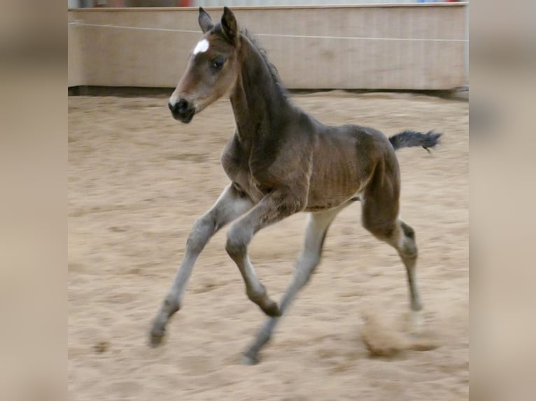 Inne konie gorącokrwiste Ogier Źrebak (02/2026) 170 cm Skarogniada in Borgentreich