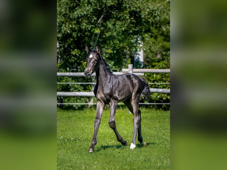 Inne konie gorącokrwiste Ogier Źrebak (06/2024) Ciemnogniada in Waddinxveen