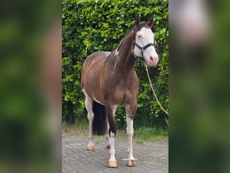 Inne konie gorącokrwiste Wałach 10 lat 154 cm Overo wszelkich maści in Someren