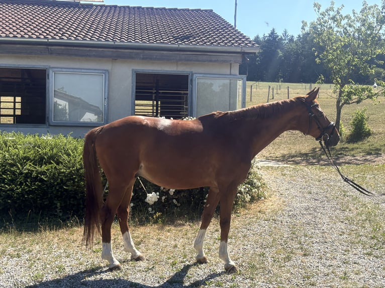 Inne konie gorącokrwiste Wałach 10 lat 155 cm Kasztanowata in Deisenhausen