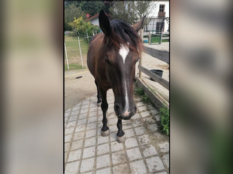 Inne konie gorącokrwiste Wałach 10 lat 160 cm Skarogniada in Babensham