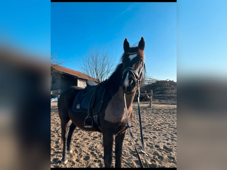 Inne konie gorącokrwiste Wałach 10 lat 160 cm Skarogniada in Babensham