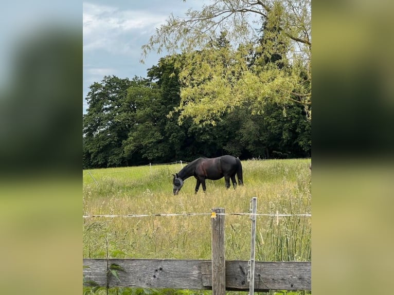 Inne konie gorącokrwiste Wałach 10 lat 160 cm Skarogniada in Babensham