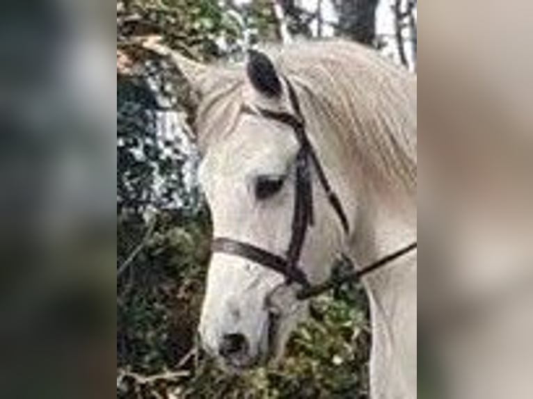 Inne konie gorącokrwiste Wałach 10 lat 165 cm Gniada in Elze Esbeck