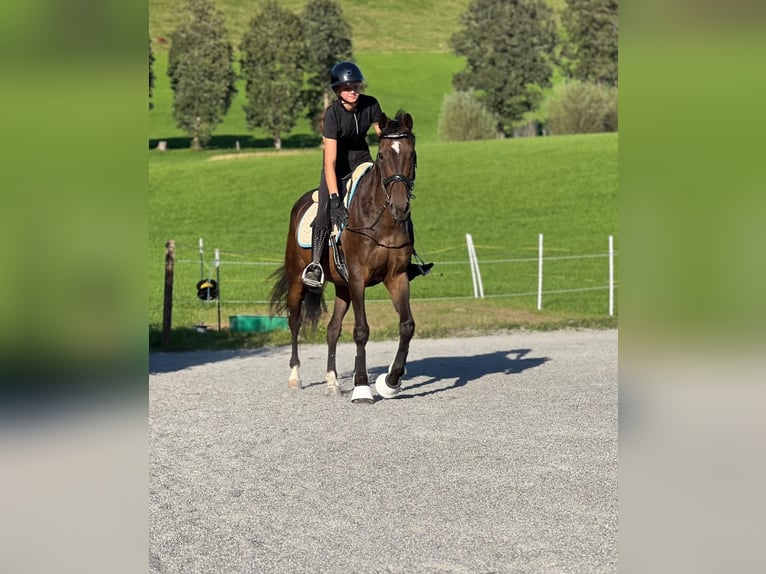 Inne konie gorącokrwiste Wałach 10 lat 165 cm Gniada in Kitzb&#xFC;hel